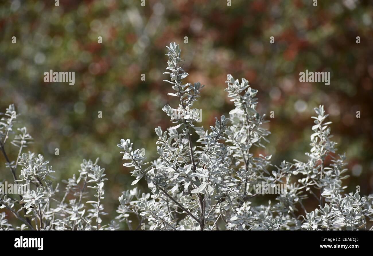 Light colored bush Stock Photo Alamy