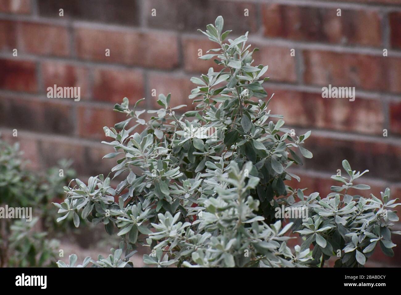 Light colored bush Stock Photo Alamy