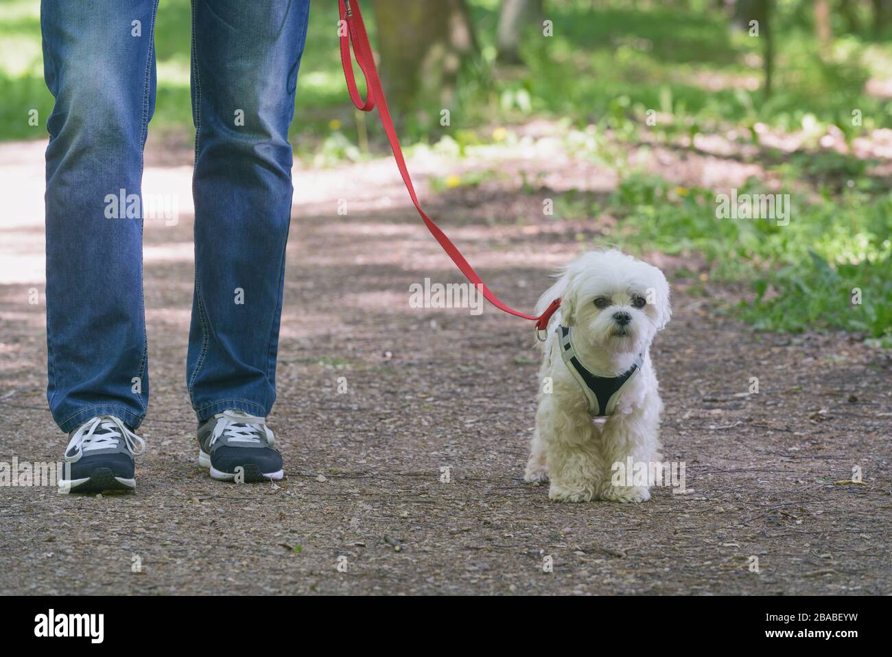 White maltese dog walking with his owner Stock Photo Alamy
