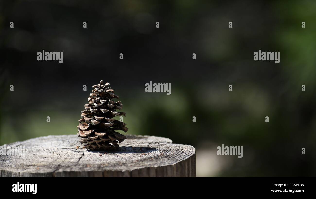 Pine cone sitting on a stump Stock Photo