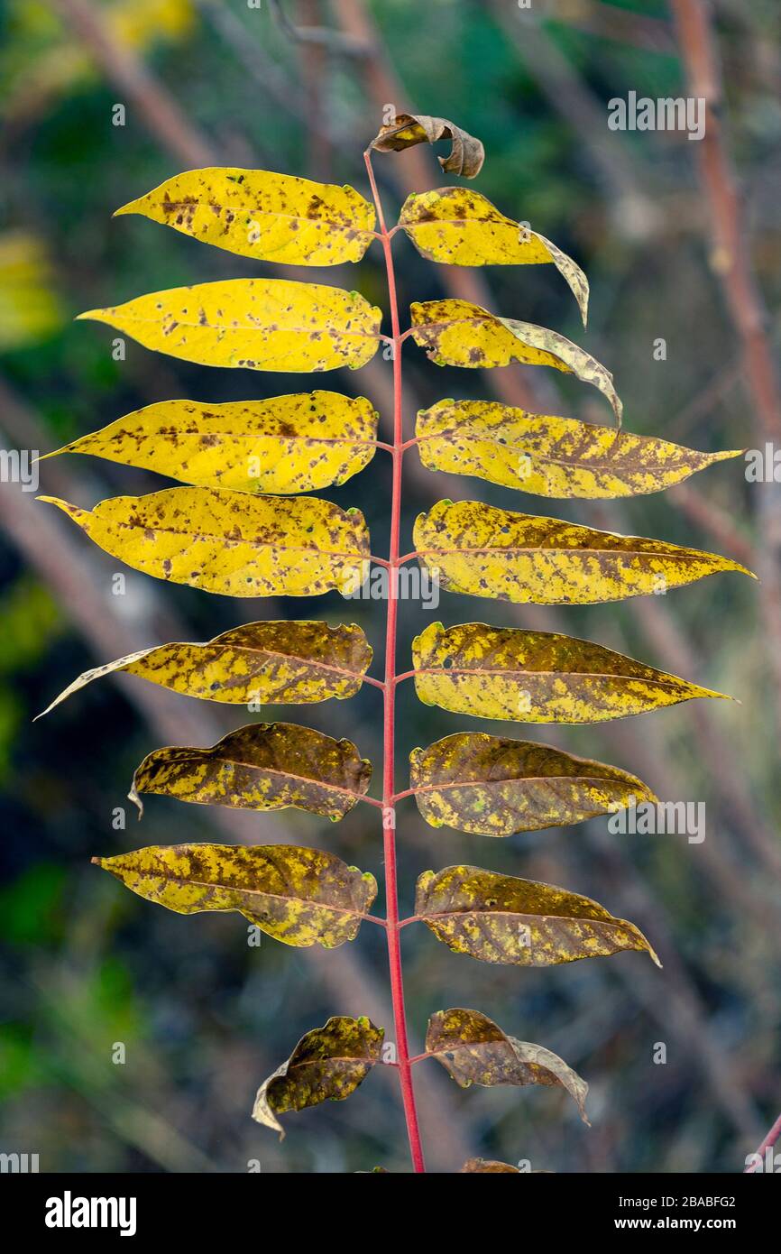 Rhus typhina, staghorn sumac leaves in the autumn Stock Photo Alamy
