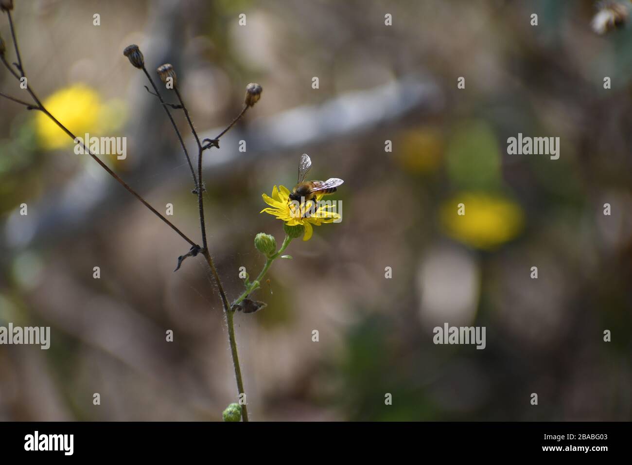 Yellow and black bee hi-res stock photography and images - Alamy