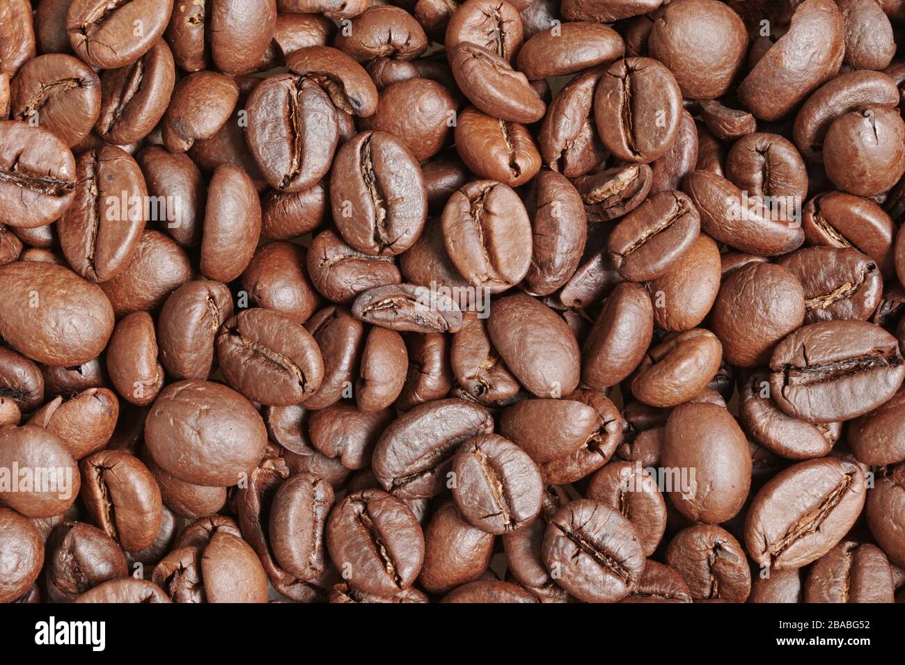 roasted coffee seeds, coffea, rubiaceae Stock Photo