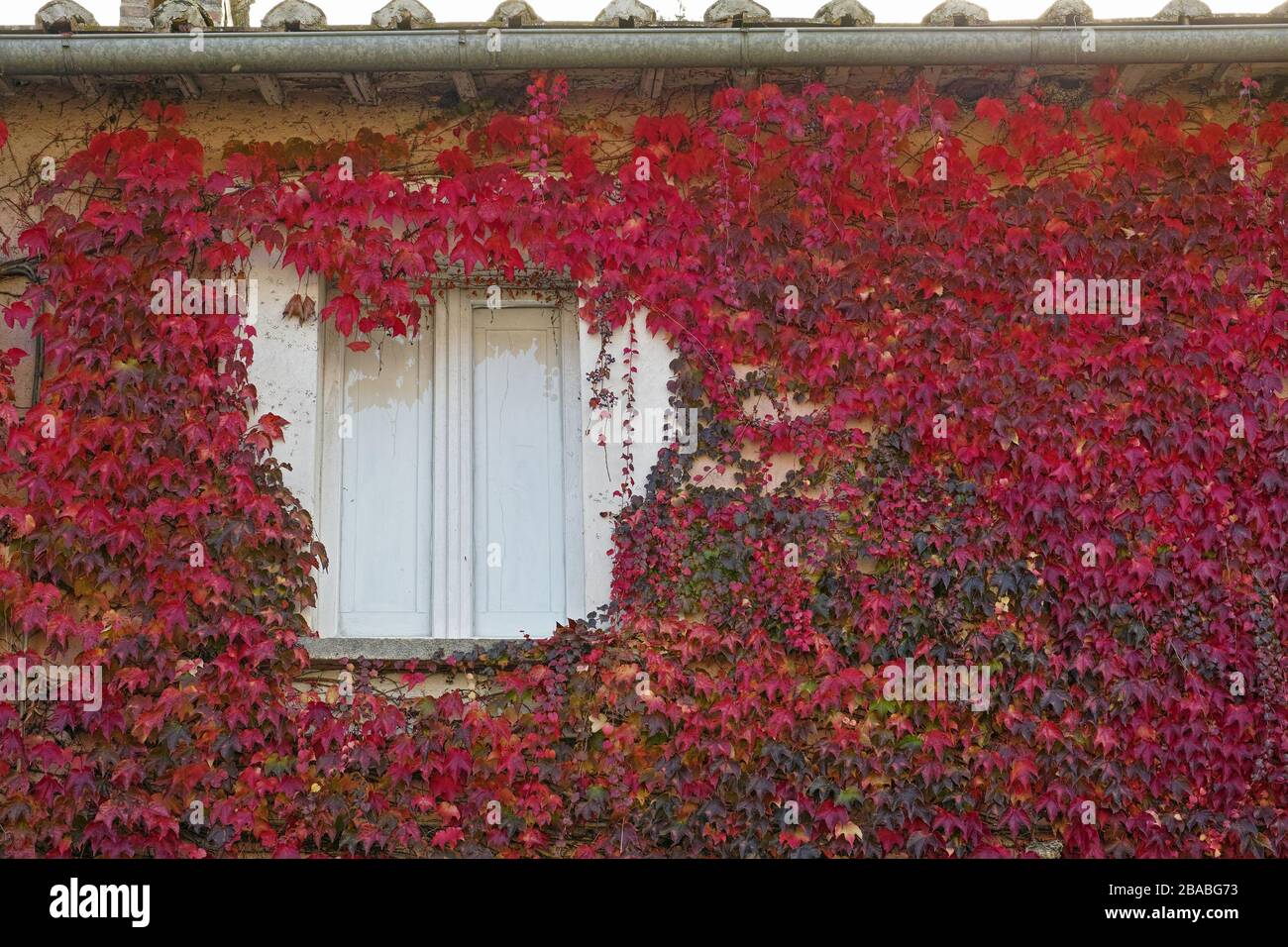 window of a country house framed by japanese ivy in autumn Stock Photo
