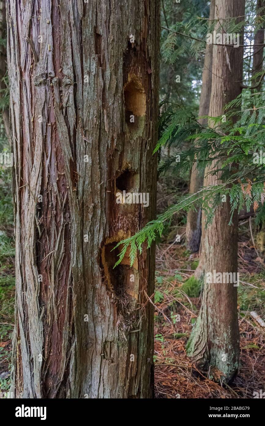 A line of three deep holes, drilled by a Pileated woodpecker, rises up