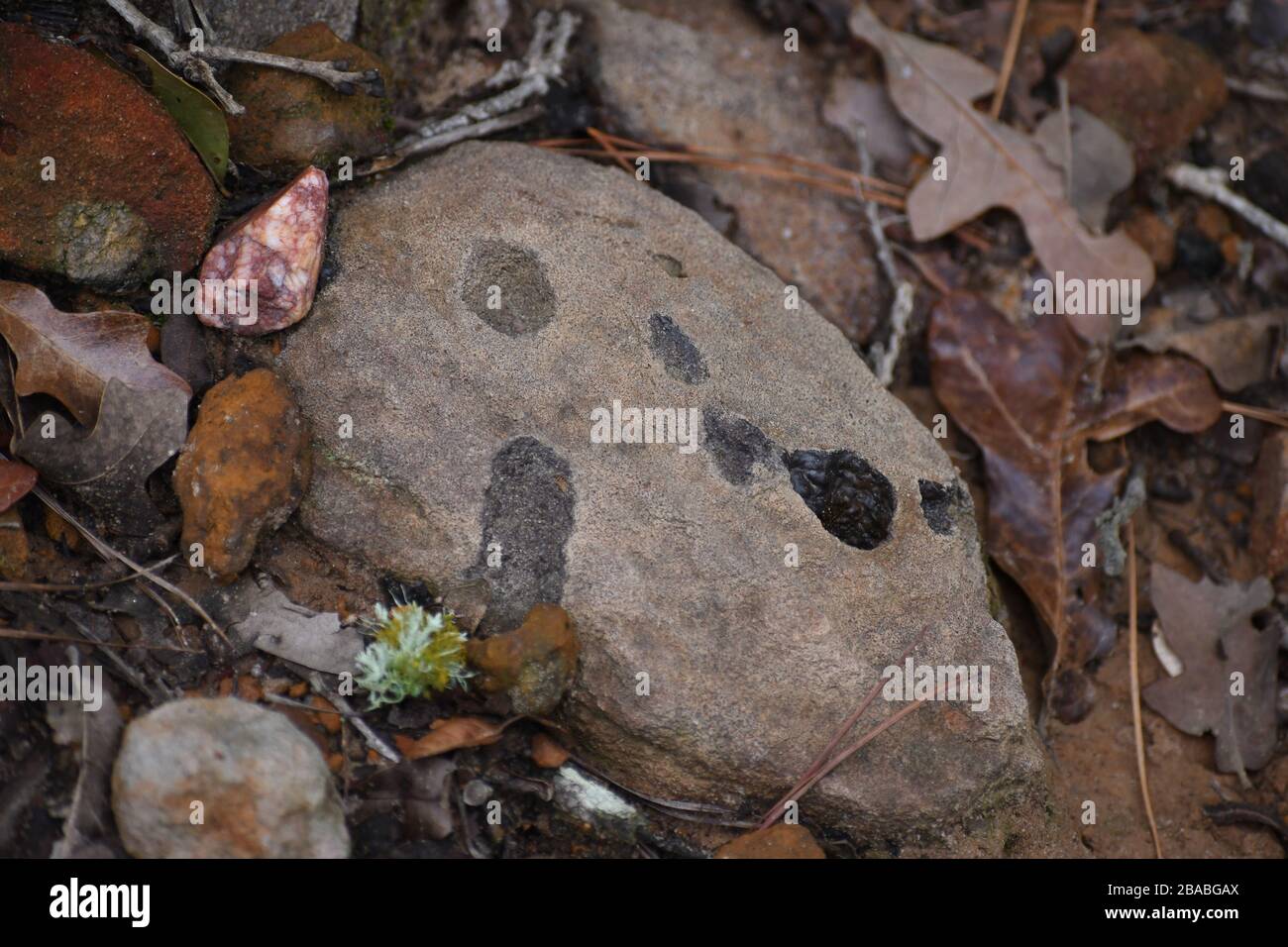 Stones after rainfall Stock Photo