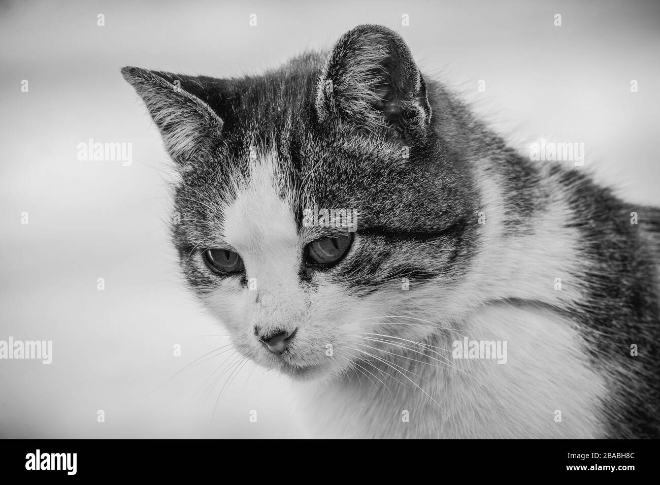 A white spotted street cat sits on a fence.Cat, walk, street, spring. Spring in cats. sunny dayWhite cat is on the fence Stock Photo