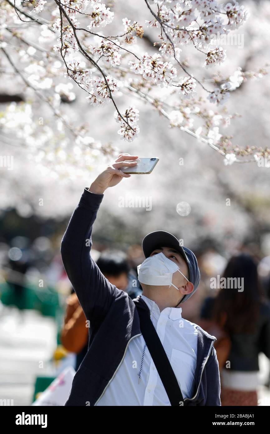 Tokyo, Japan. 25th Mar, 2020. A man wearing a face mask takes pictures of the cherry blossoms in full bloom at Ueno Park. Tokyo Governor Yuriko Koike asked residents, on Wednesday, to refrain from all non-essential outings this weekend, amid a rise of 41 new cases of coronavirus infections reported in Tokyo on Wednesday alone. During a news conference, Koike warned to lock down the city if the coronavirus infection cases continue rising. Credit: Rodrigo Reyes Marin/ZUMA Wire/Alamy Live News Stock Photo