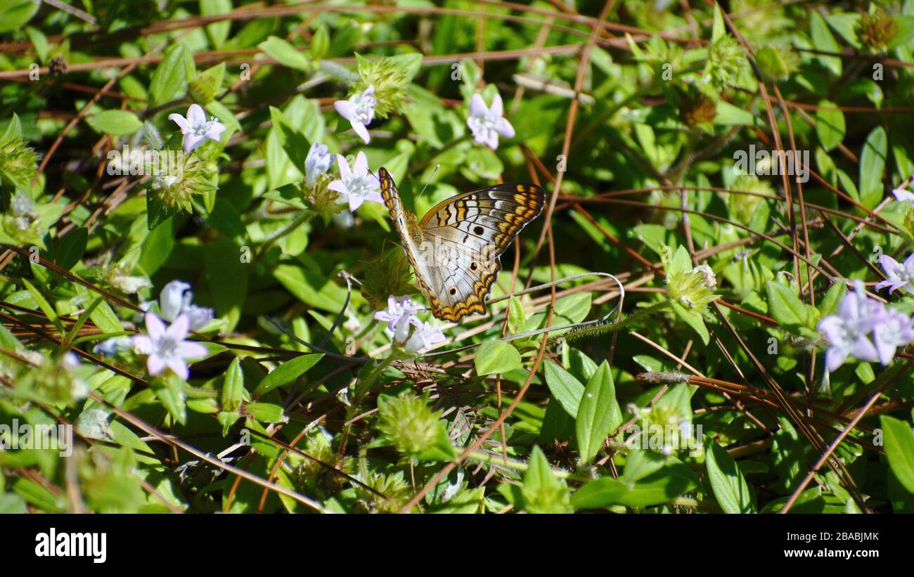 White Peacock Butterfly on wild flowers Stock Photo - Alamy
