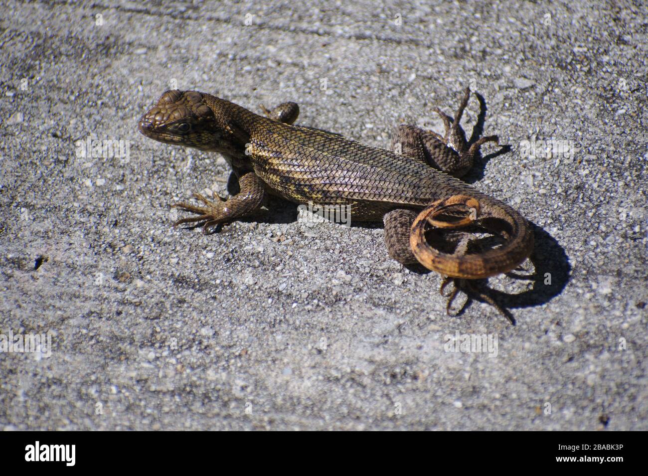 curly-tailed lizard on pavement Stock Photo