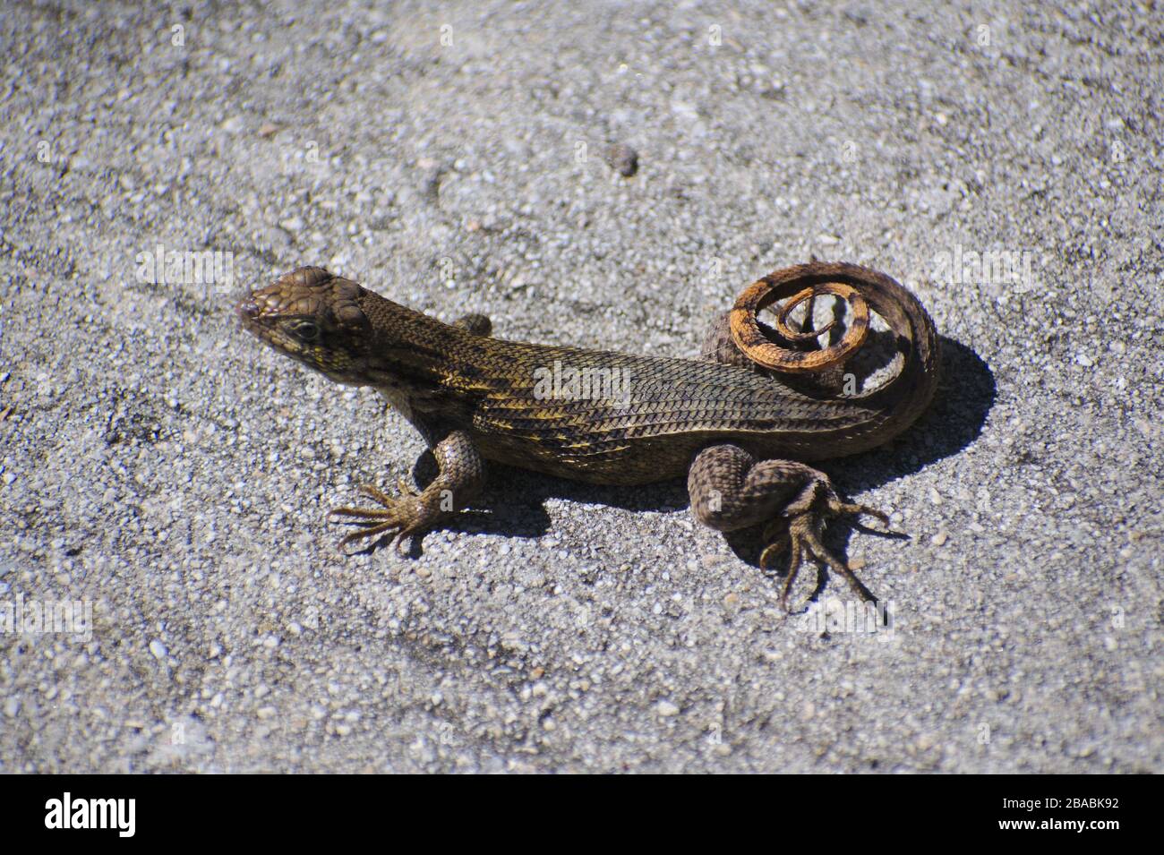 curly-tailed lizard on pavement Stock Photo