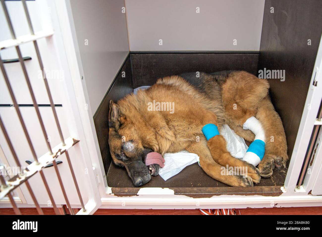 dog in a cage at a veterinary clinic after a surgery Stock Photo - Alamy