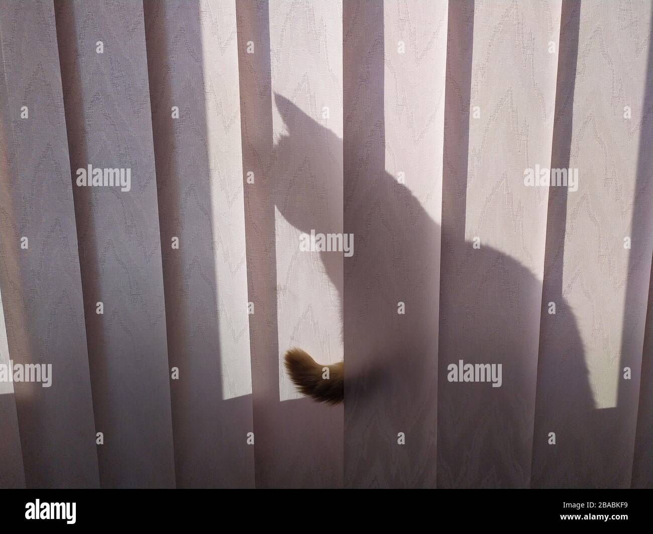 cat tail behind the curtain. hiding cat white background Stock Photo