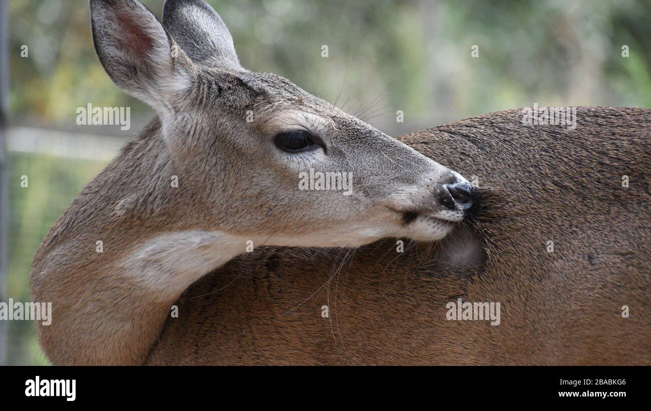 Whitetail Doe cleaning her back Stock Photo