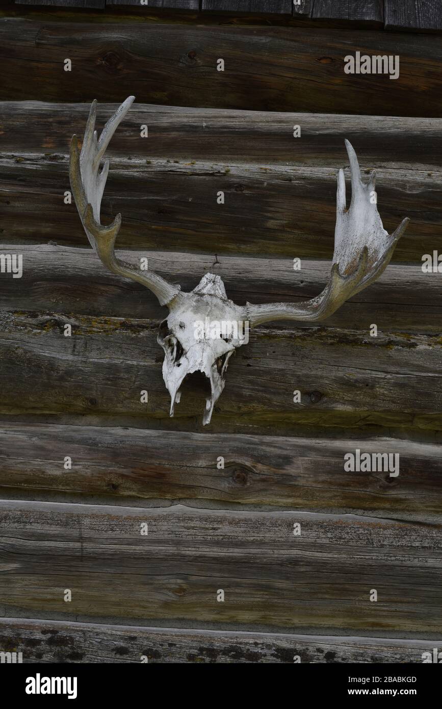 An animal skull with antlers hangs on the exterior wall of an old pioneer log building on Highway 97 in the Cariboo region of British Columbia, Canada Stock Photo