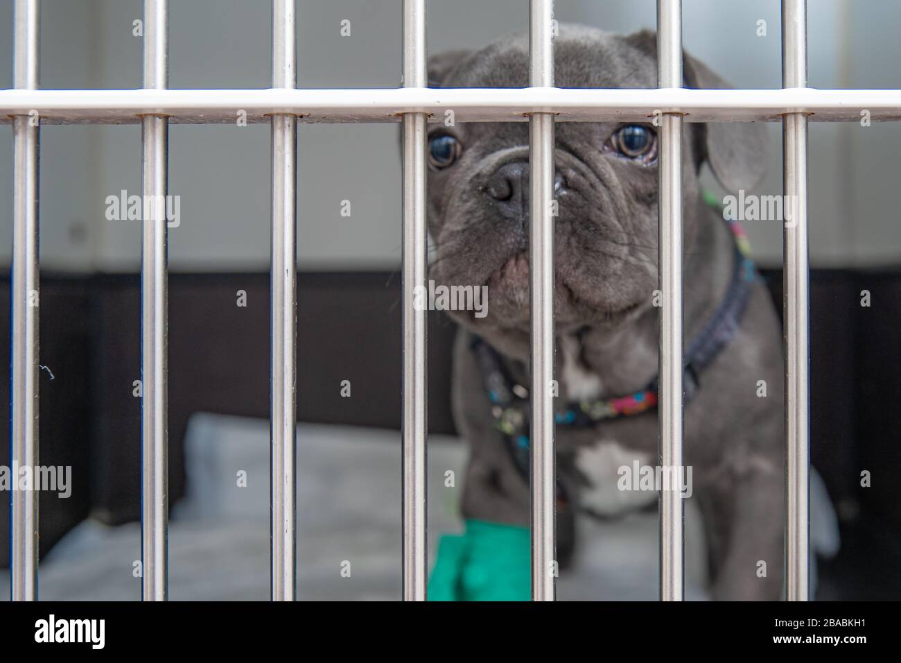 View of dog in a cage at a veterinary clinic after a surgery Stock Photo - Alamy