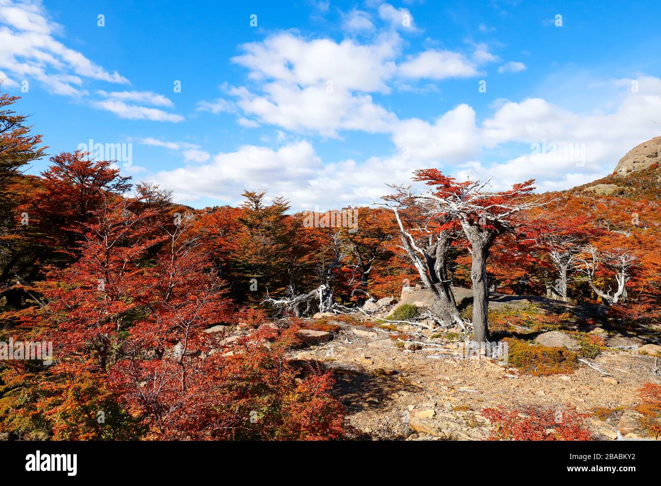 Autumn colors of vegetation around the Laguna Capri, National Park of ...