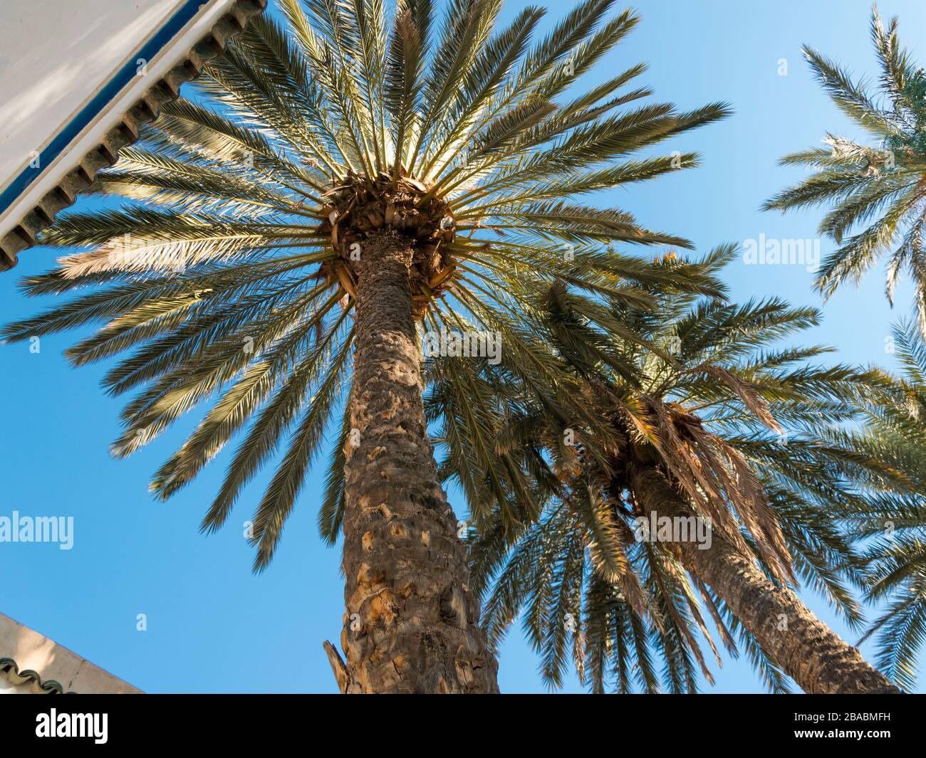 Colorful picture of a palm tree garden in Bahia Palace in Marrakech, Morocco taken in January 2020 with an angular perspective from the ground up Stock Photo