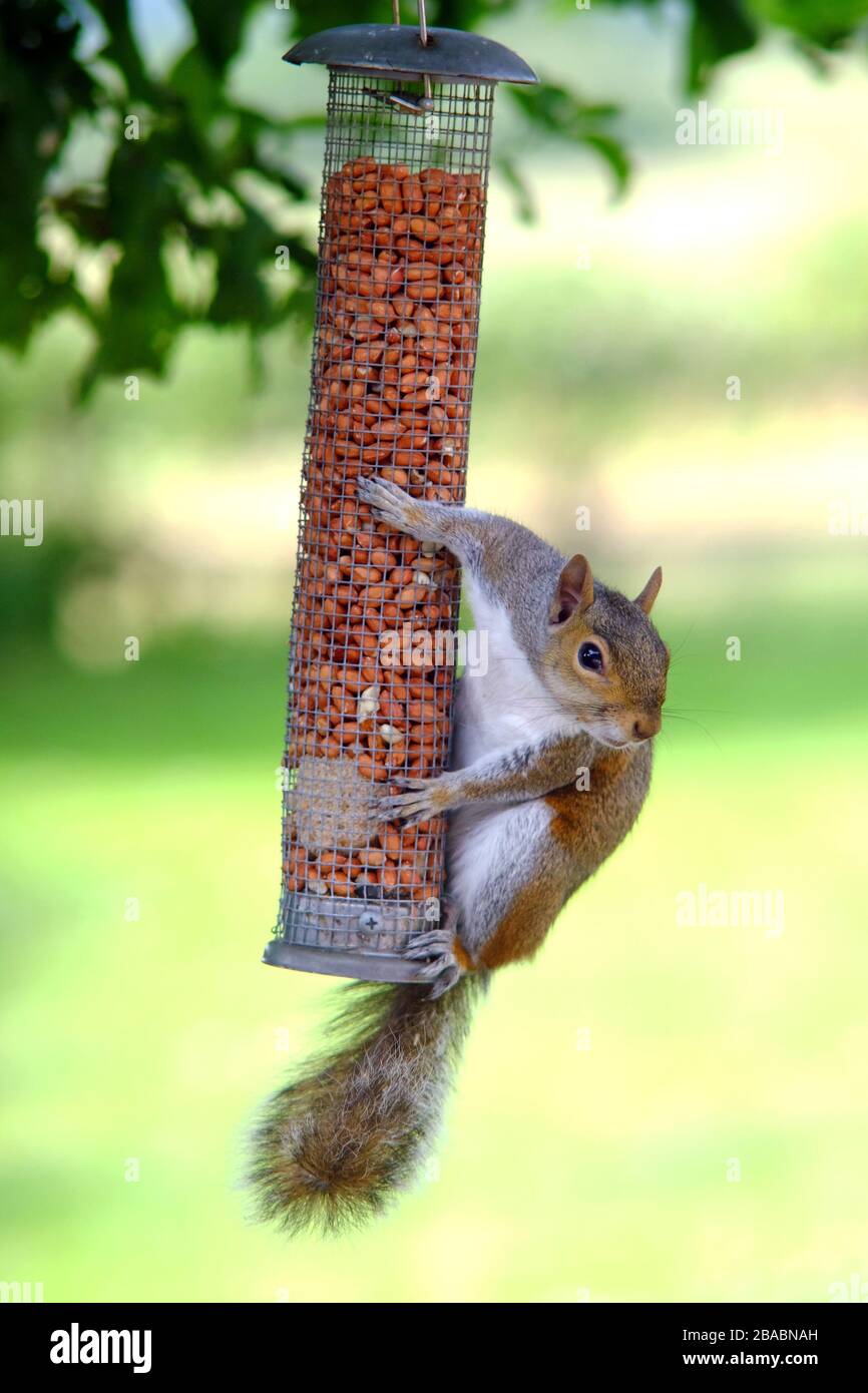 Grey squirrel on a garden bird feeder. Stock Photo