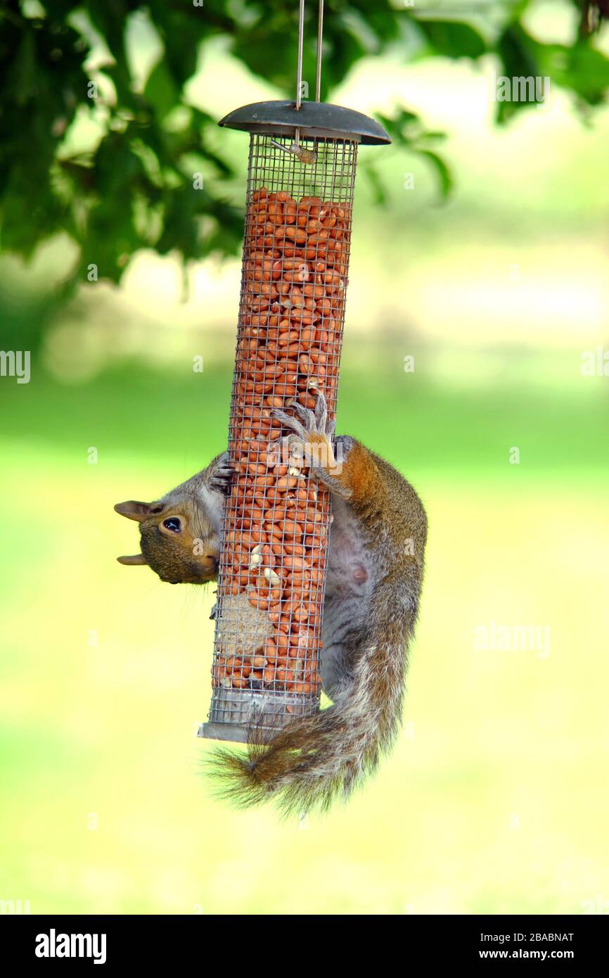 Grey squirrel on a garden bird feeder. Stock Photo