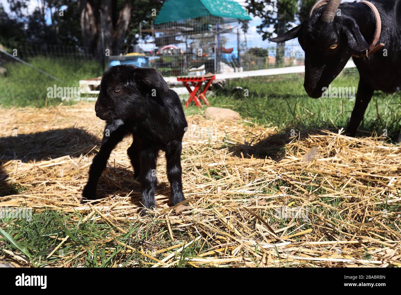 Farm animals images hi-res stock photography and images - Page 9 - Alamy