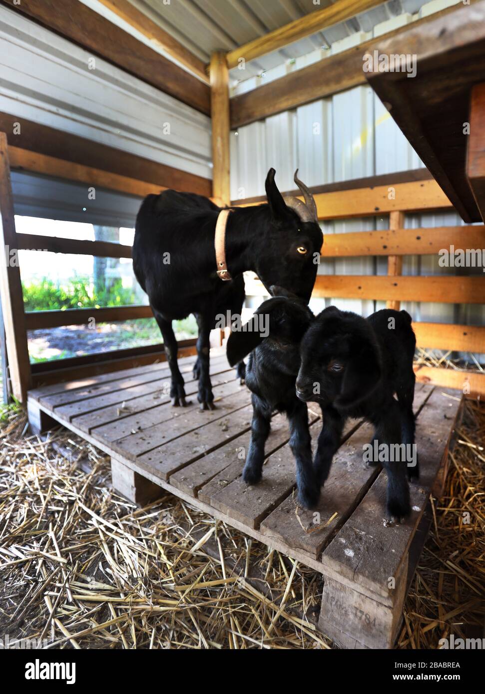 Farm animals: Baby goats on a local farm. Mother and newborn black goats  outdoors just a day old, on a urban farm in the neighborhood Stock Photo -  Alamy