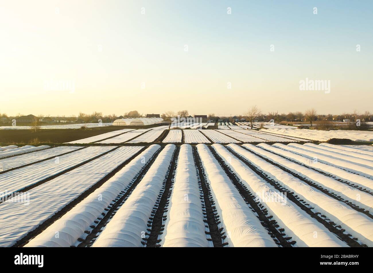 Farmer plantation fields covered with spunbond agrofibre. Agricultural technology. Protection of crops from sudden temperature changes and atmospheric Stock Photo