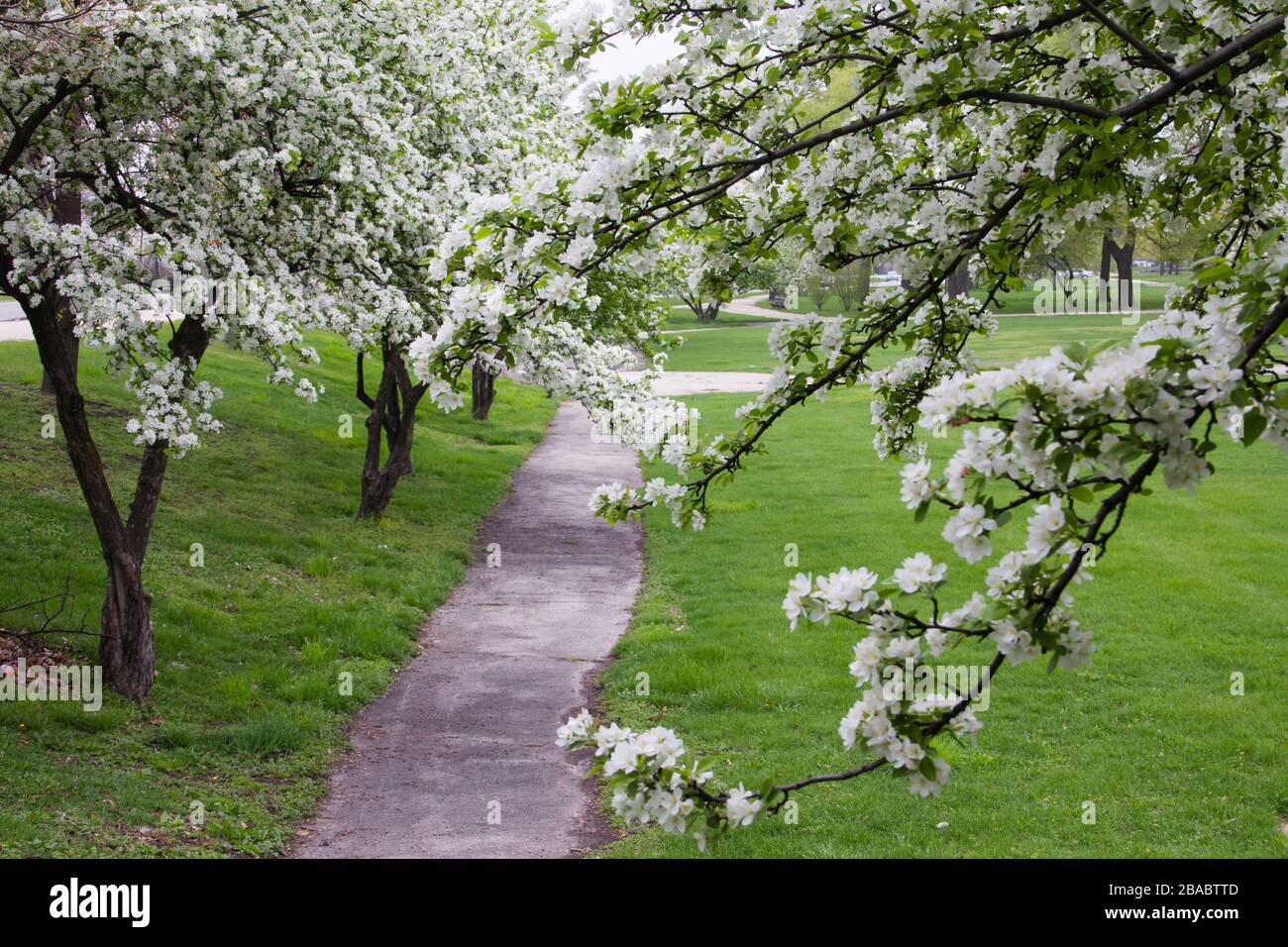 View of path and blossom on trees in Hyde Park, Chicago, Illinois, USA Stock Photo