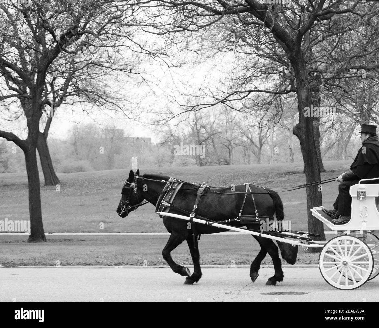 Carriage With Horse Hyde Park Chicago Illinois Usa Stock Photo Alamy