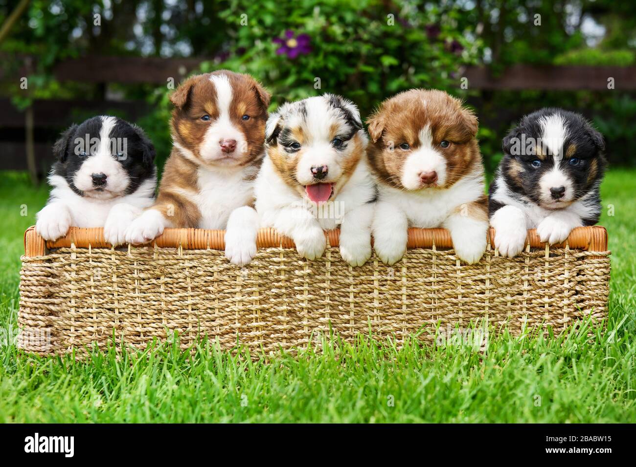 cute Australian puppy in a basket Stock Photo - Alamy