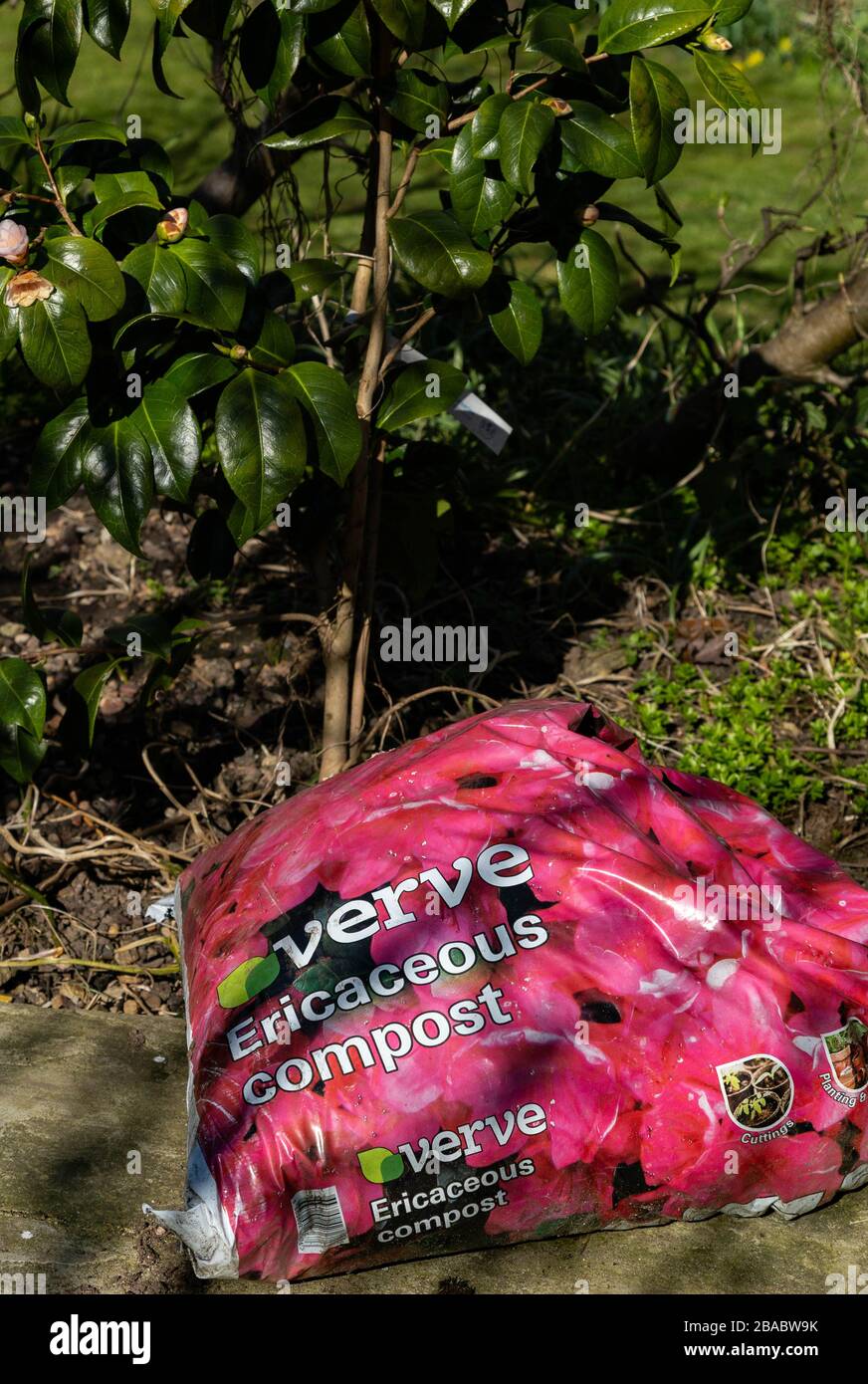 A bag of ericaceous compost next to a camellia shrub. Stock Photo