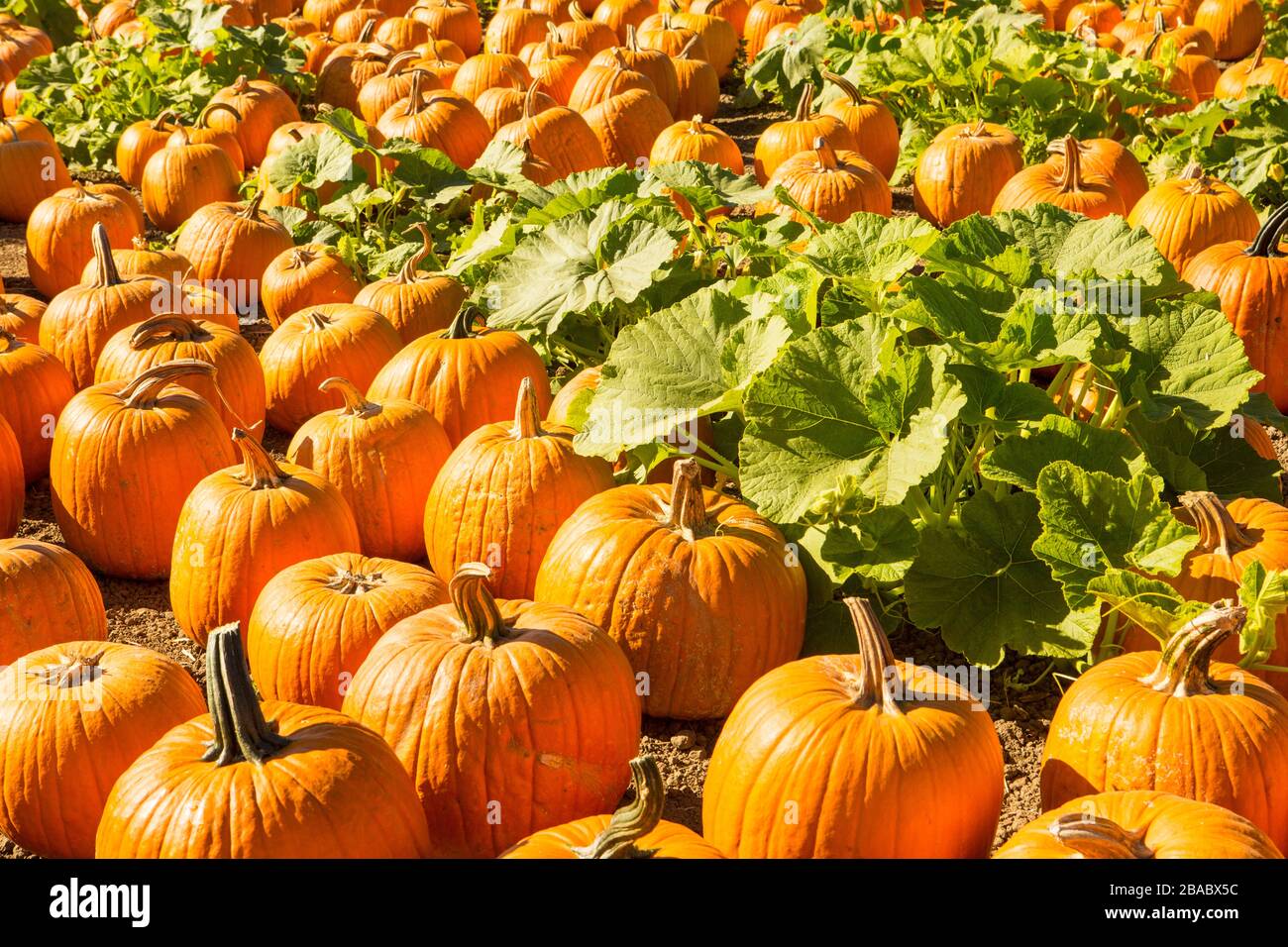 pumpkin patch Stock Photo
