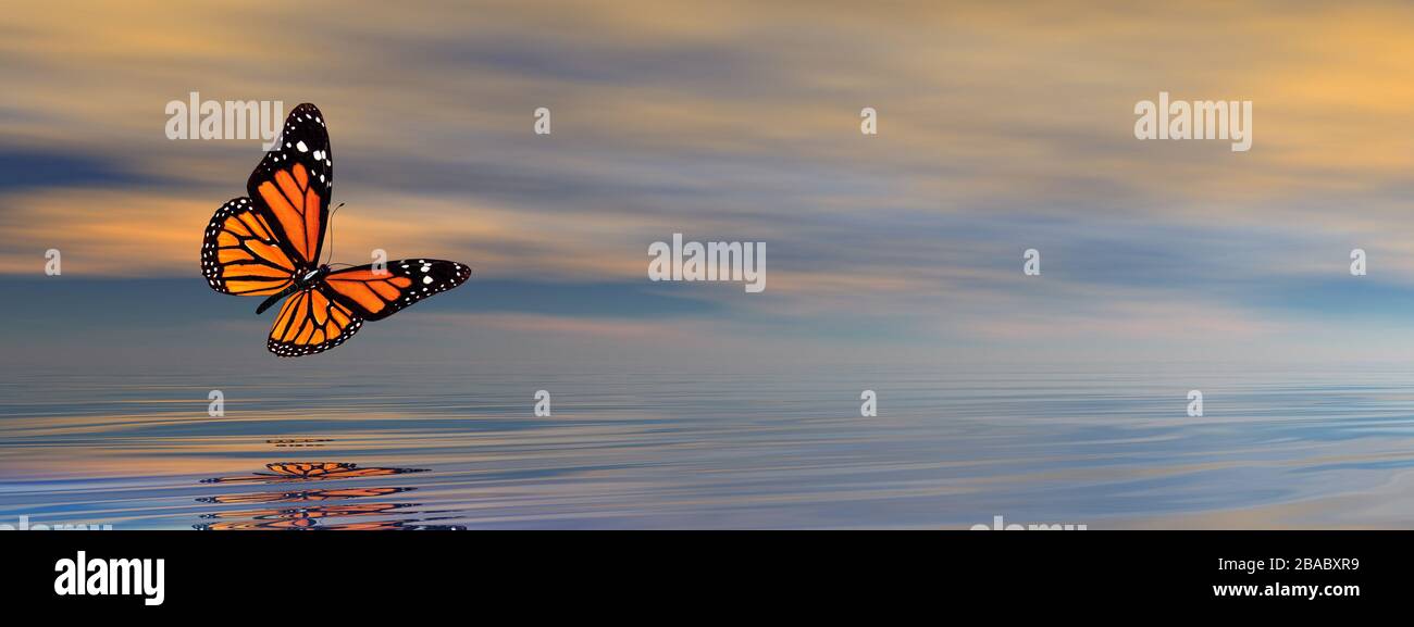 Download Butterfly Flying Upon The Ocean 3d Render Stock Photo Alamy