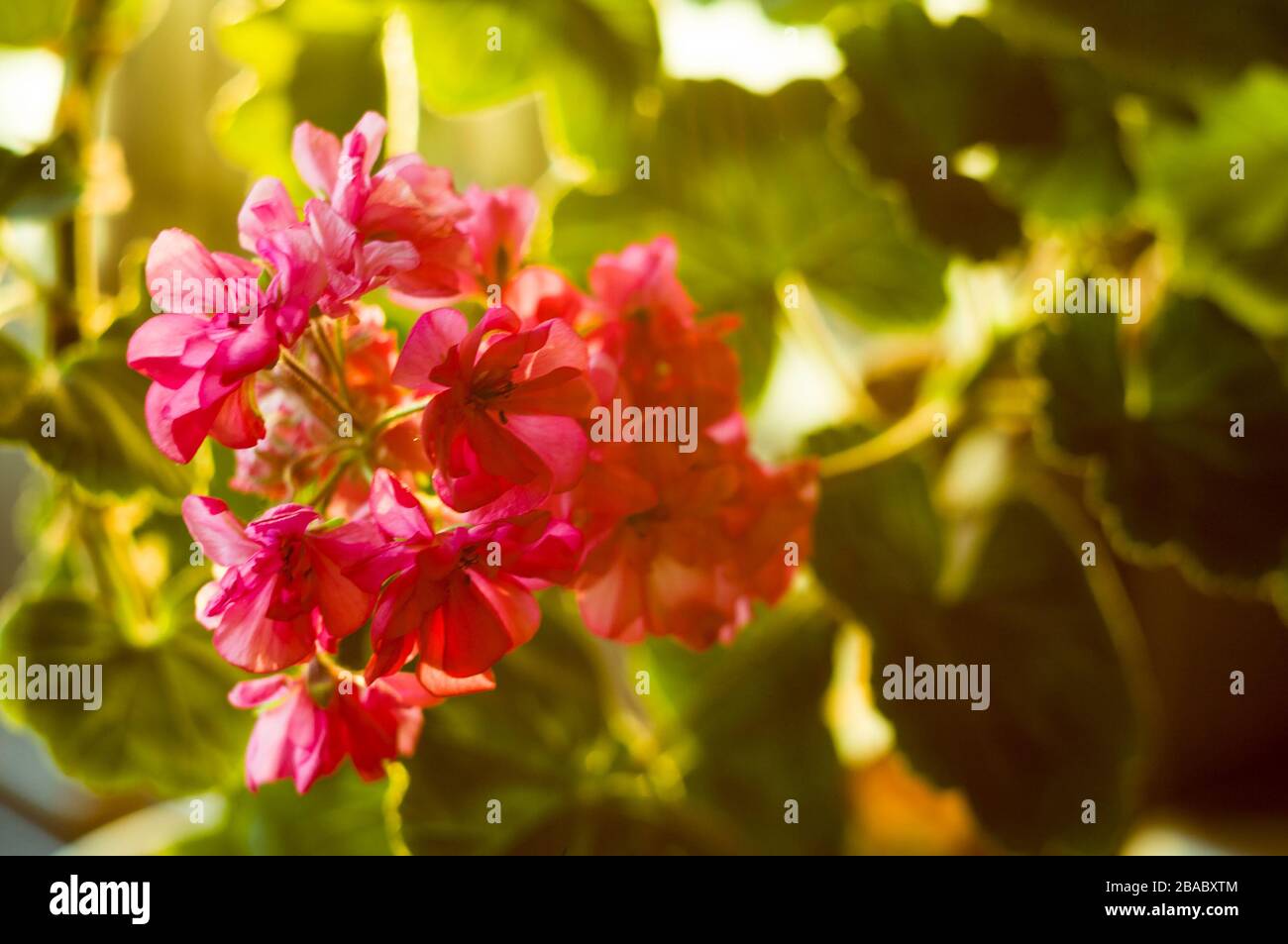 Lovely pink Pelargonium Geranium flowers, close up Stock Photo