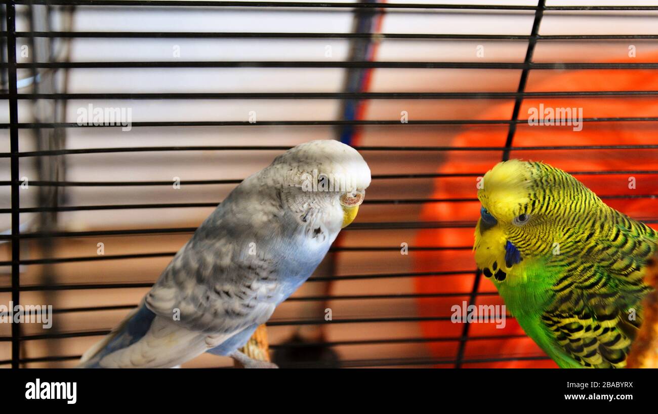 two parakeets in a cage Stock Photo Alamy