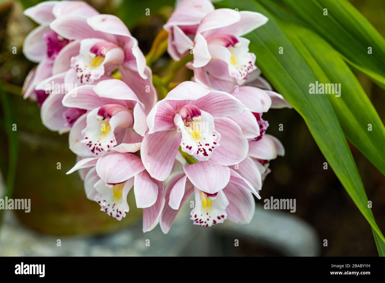 Orchids of philippines hires stock photography and images Alamy