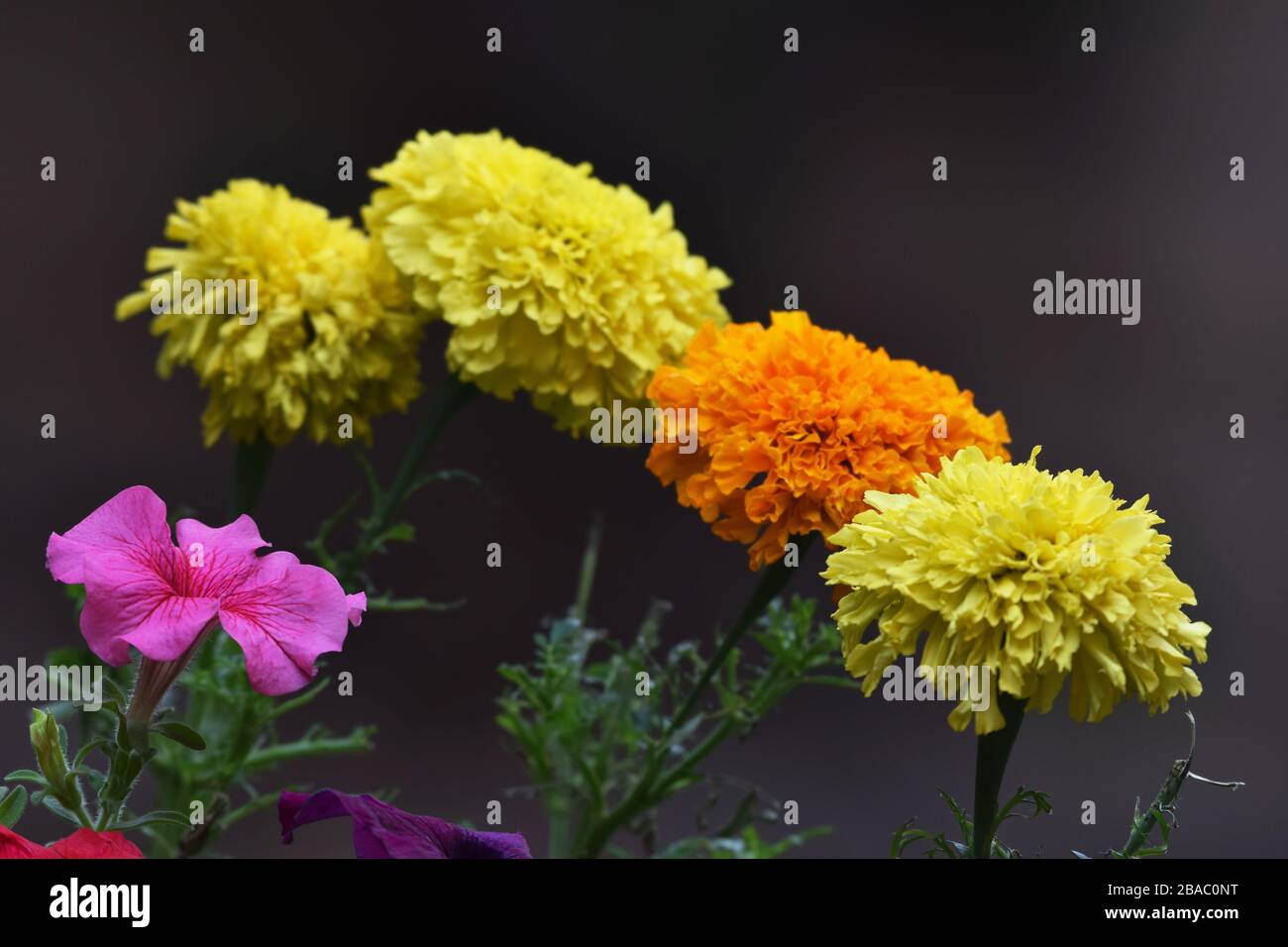 Marigold or Tagetes or Calendula offcinalis annual perennial herbaceous plants in sunflower family Stock Photo