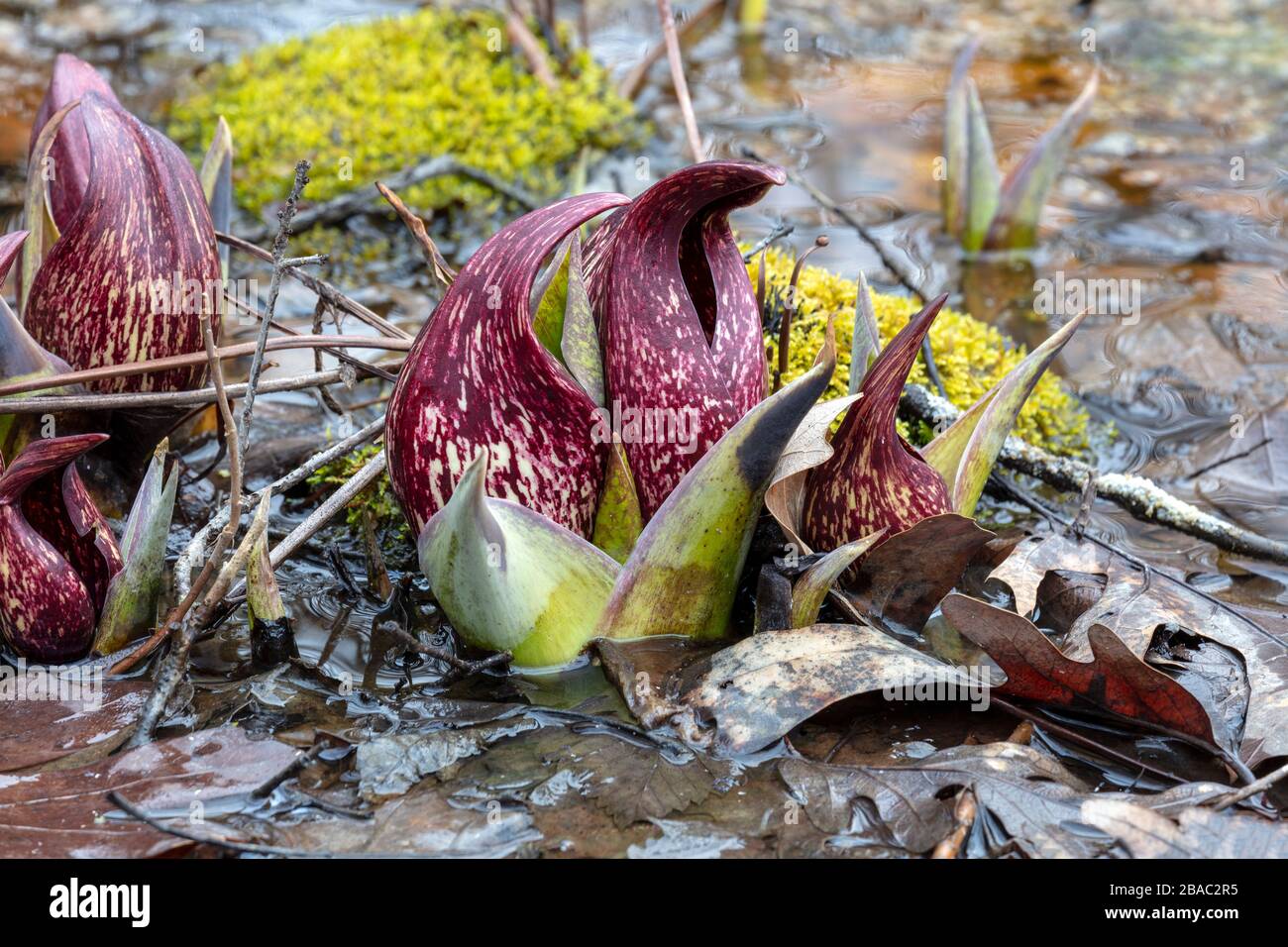 Eastern Skunk Cabbage (Symplocarpus foetidus), in bloom, Mid March, Southern Great Lakes region, by James D Coppinger/Dembinsky Photo Assoc Stock Photo