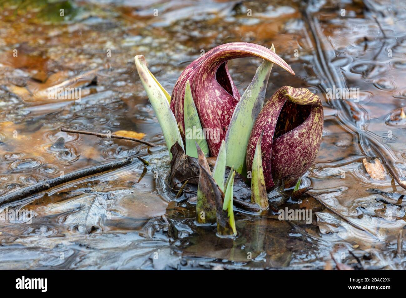 Eastern Skunk Cabbage (Symplocarpus foetidus), in bloom, Mid March, Southern Great Lakes region, by James D Coppinger/Dembinsky Photo Assoc Stock Photo