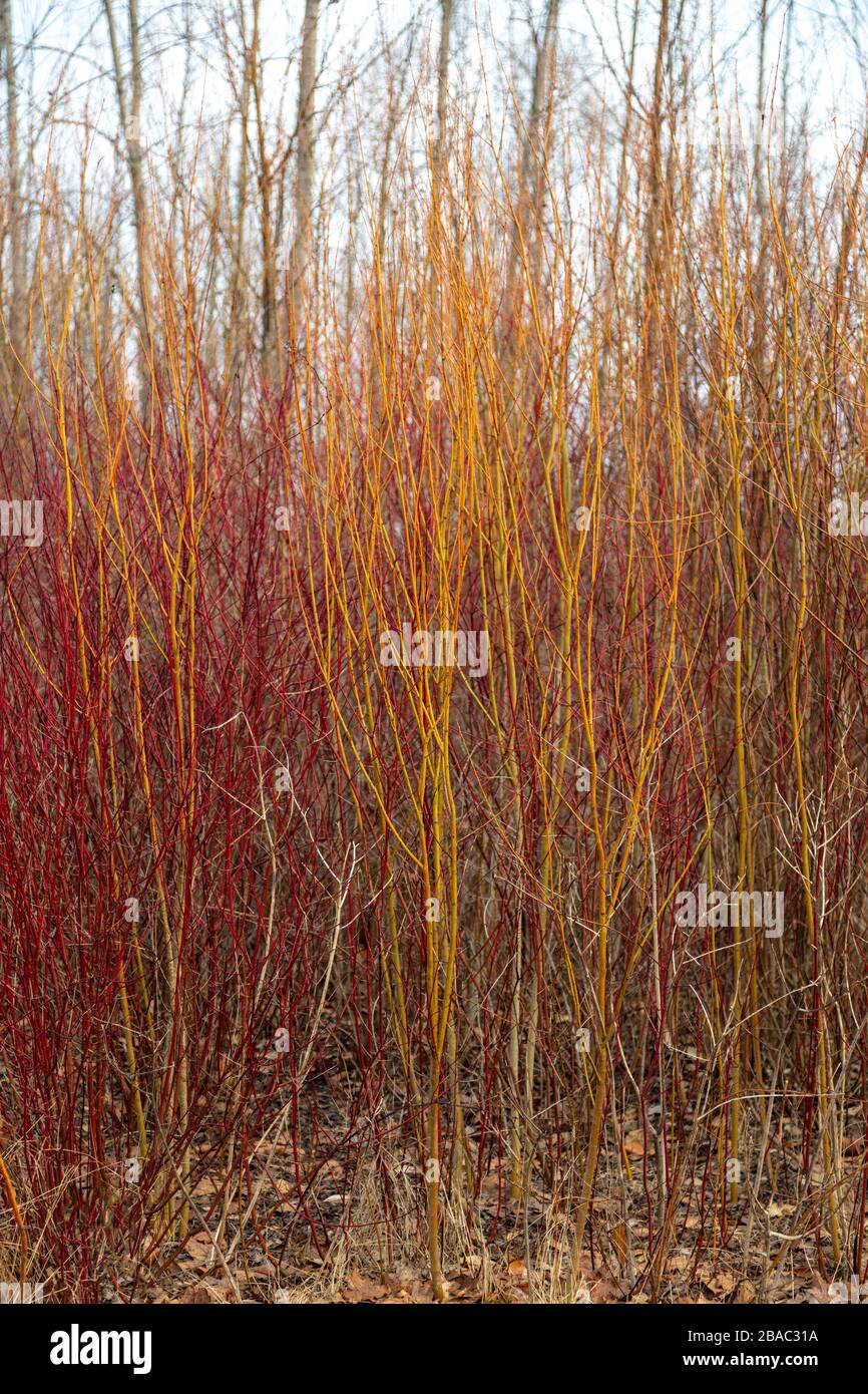New growth of Willow cultivar, probably Flame or Red Willow E USA, by James D Coppinger/Dembinsky Photo Assoc Stock Photo