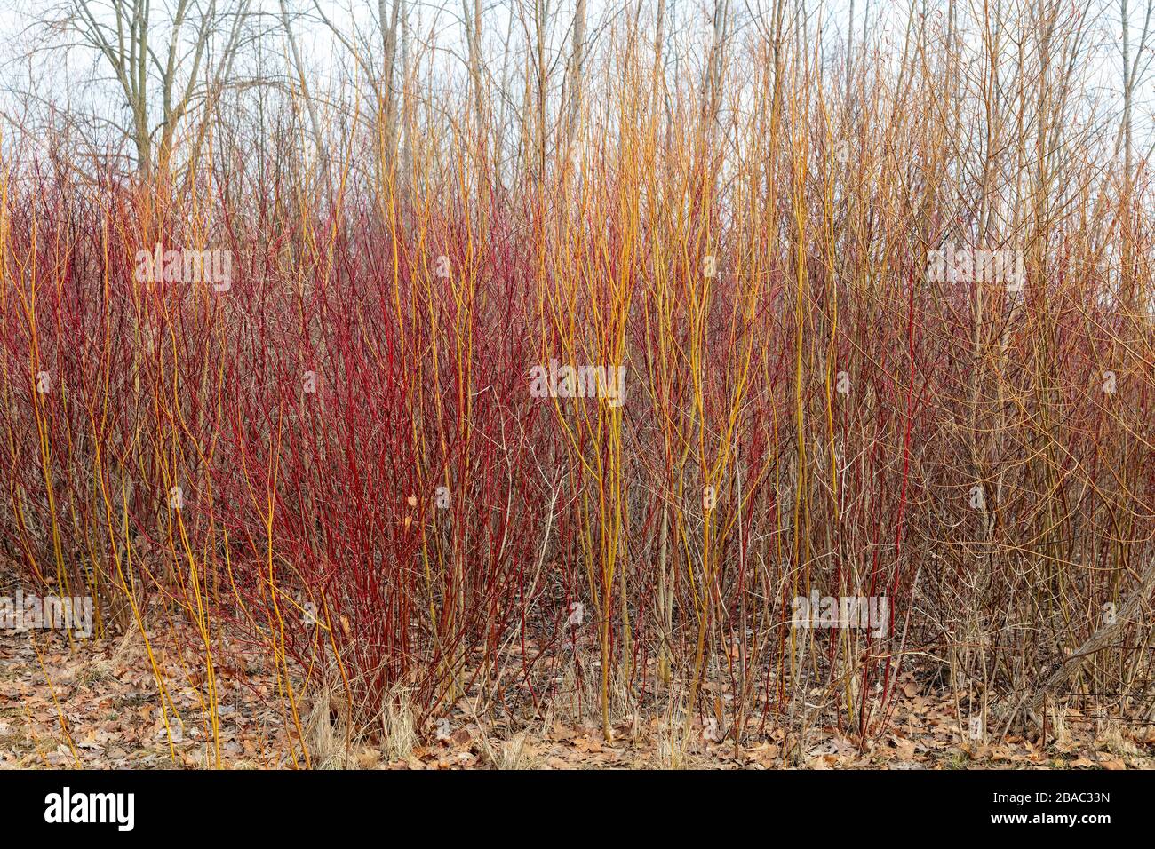 New growth of Willow cultivar, probably Flame or Red Willow E USA, by James D Coppinger/Dembinsky Photo Assoc Stock Photo