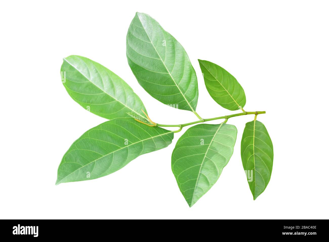 Leaf jackfruit tree artocarpus heterophyllus Cut Out Stock Images