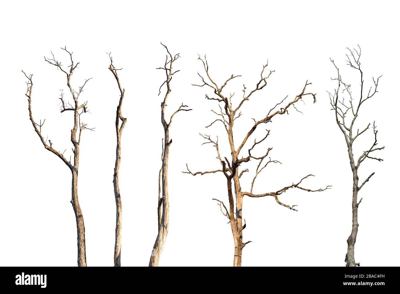 Set of dry tree branch isolated on white background. Object with clipping path. Stock Photo