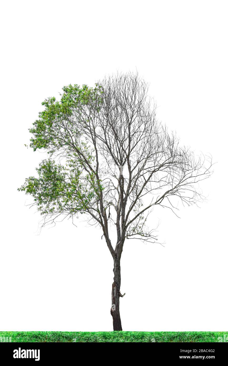 Half Dead Half Alive Tree Drawing