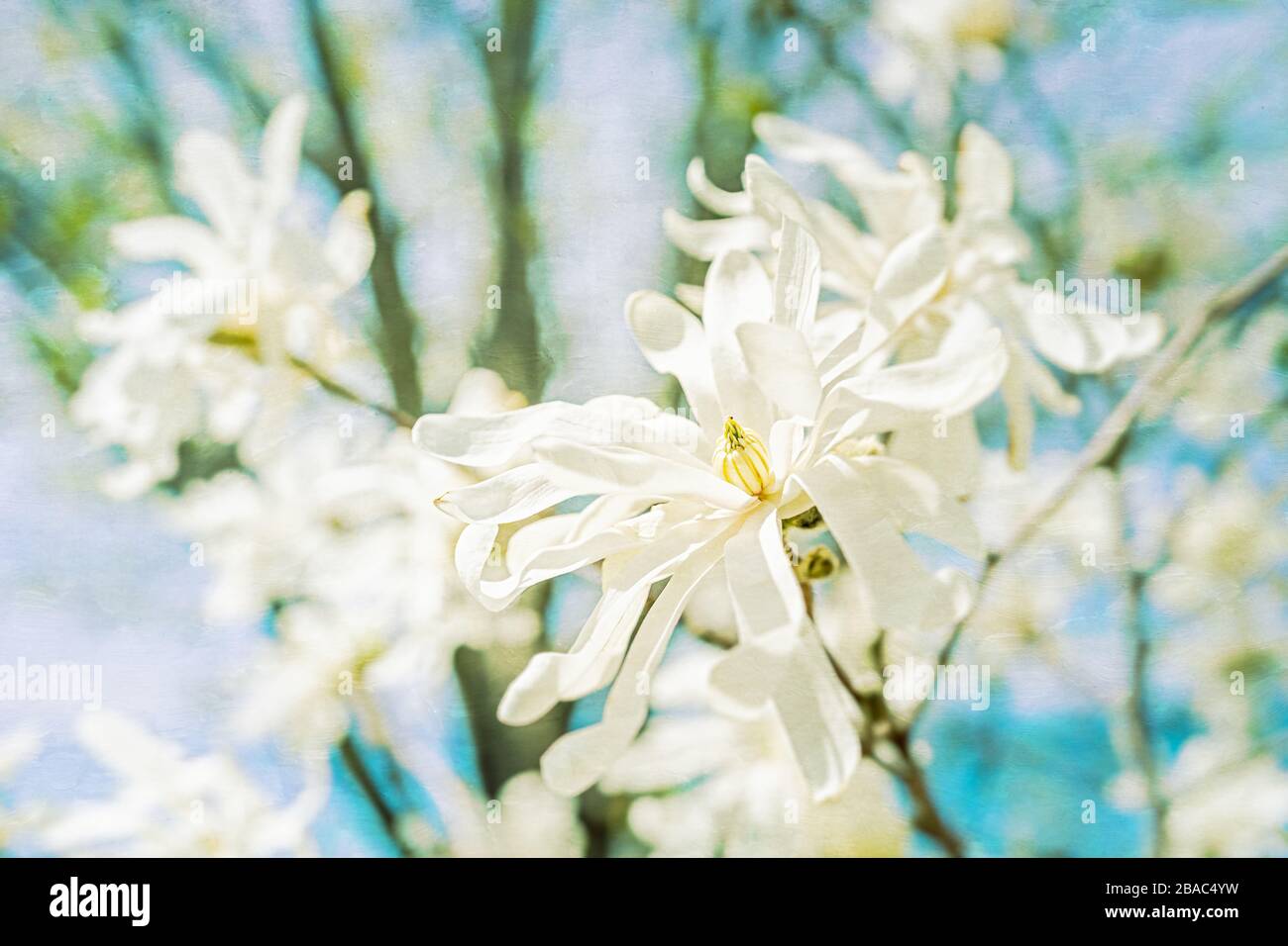 Merrill Star Magnolia, a small tree or shrub in the spring garden. Texturizing element added. Stock Photo