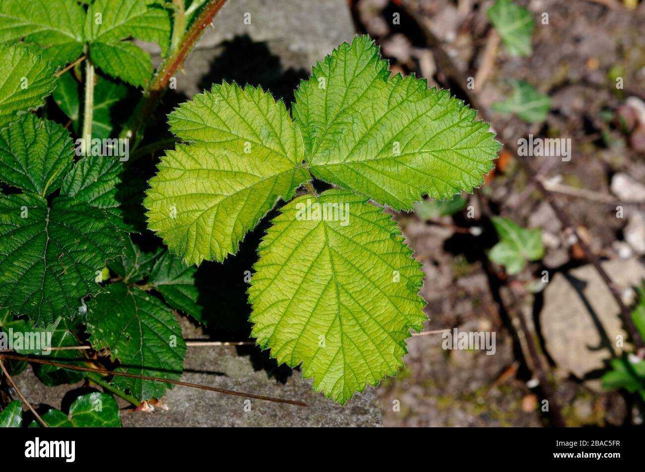 Blackberry bush hires stock photography and images Alamy