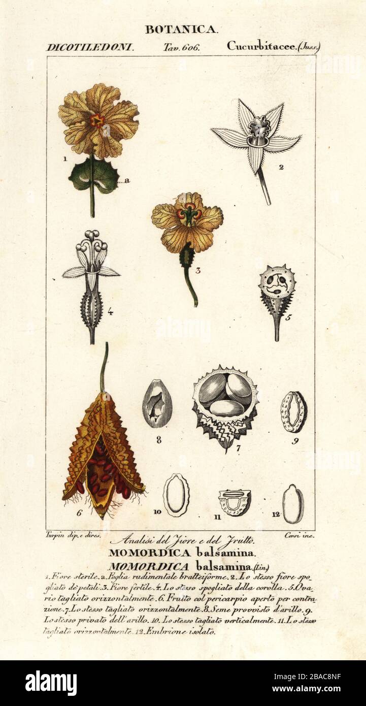African cucumber, balsam apple, and balsam pear, Momordica balsamina. Handcoloured copperplate stipple engraving from Antoine Laurent de Jussieu's Dizionario delle Scienze Naturali, Dictionary of Natural Science, Florence, Italy, 1837. Illustration engraved by Corsi, drawn and directed by Pierre Jean-Francois Turpin, and published by Batelli e Figli. Turpin (1775-1840) is considered one of the greatest French botanical illustrators of the 19th century. Stock Photo