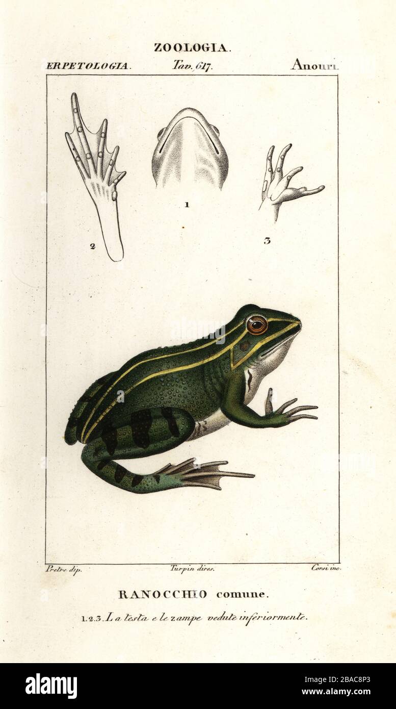 Green frog or edible frog, Pelophylax kl. esculentus. Ranocchio comune. Handcoloured copperplate stipple engraving from Antoine Laurent de Jussieu's Dizionario delle Scienze Naturali, Dictionary of Natural Science, Florence, Italy, 1837. Illustration engraved by Corsi, drawn by Jean Gabriel Pretre and directed by Pierre Jean-Francois Turpin, and published by Batelli e Figli. Turpin (1775-1840) is considered one of the greatest French botanical illustrators of the 19th century. Stock Photo