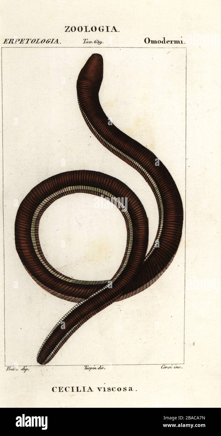 Cecilia viscosa hires stock photography and images Alamy