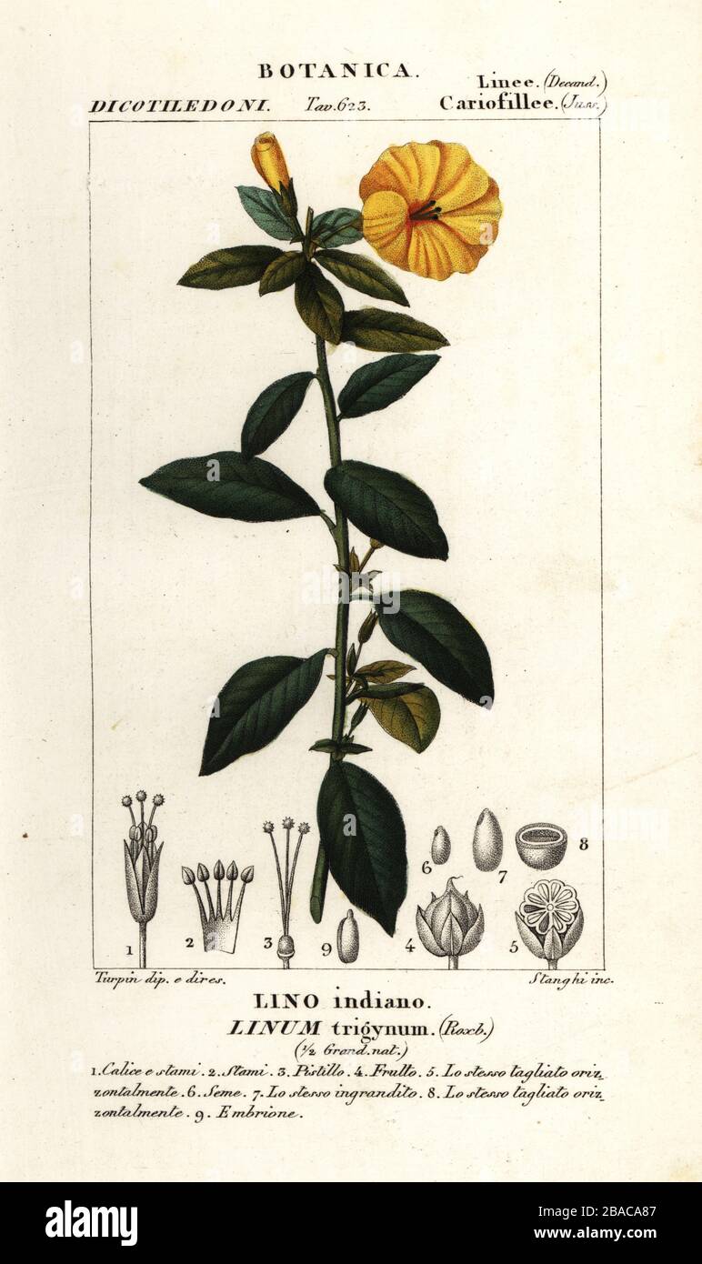 French flax, Linum trigynum, Lino indiano. Handcoloured copperplate stipple engraving from Antoine Laurent de Jussieu's Dizionario delle Scienze Naturali, Dictionary of Natural Science, Florence, Italy, 1837. Illustration engraved by Corsi, drawn and directed by Pierre Jean-Francois Turpin, and published by Batelli e Figli. Turpin (1775-1840) is considered one of the greatest French botanical illustrators of the 19th century. Stock Photo